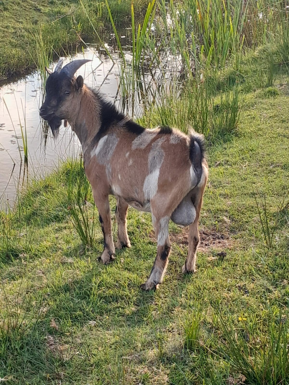 Maanvlek dwergeit bok, Dieren en Toebehoren, Mannelijk, Geit