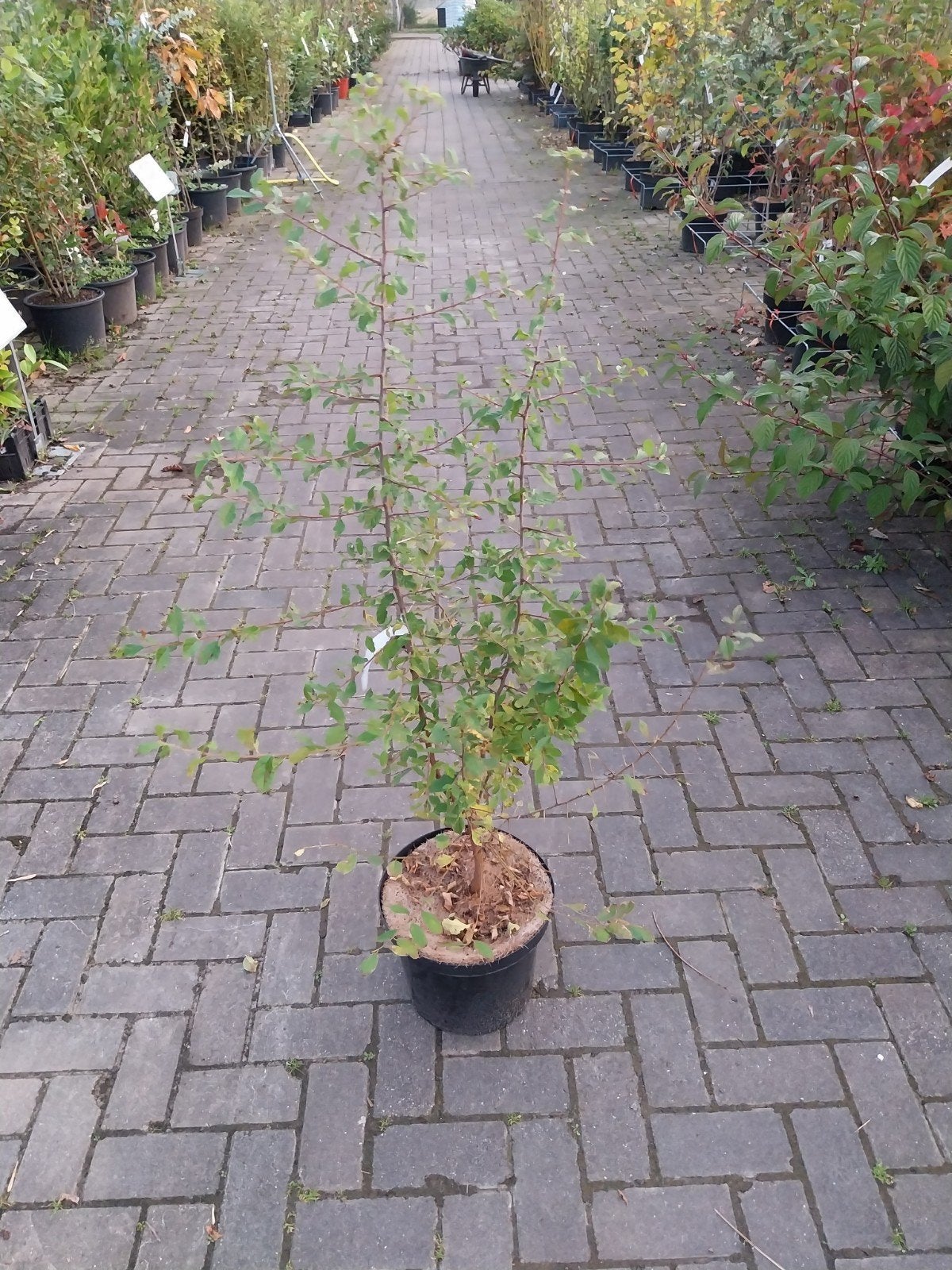 Sleedoorn (Prunus spinosa) 80-120 cm, Ophalen, Overige soorten, Struik, 100 tot 250 cm