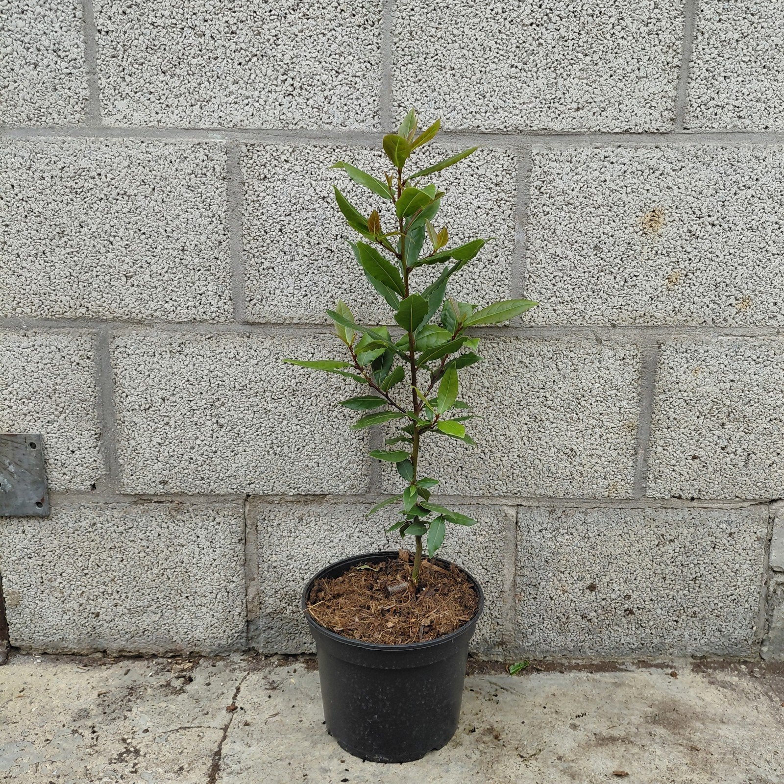 Laurus nobilis | Keukenlaurier, Volle zon, Vaste plant, Ophalen of Verzenden, Bloeit niet