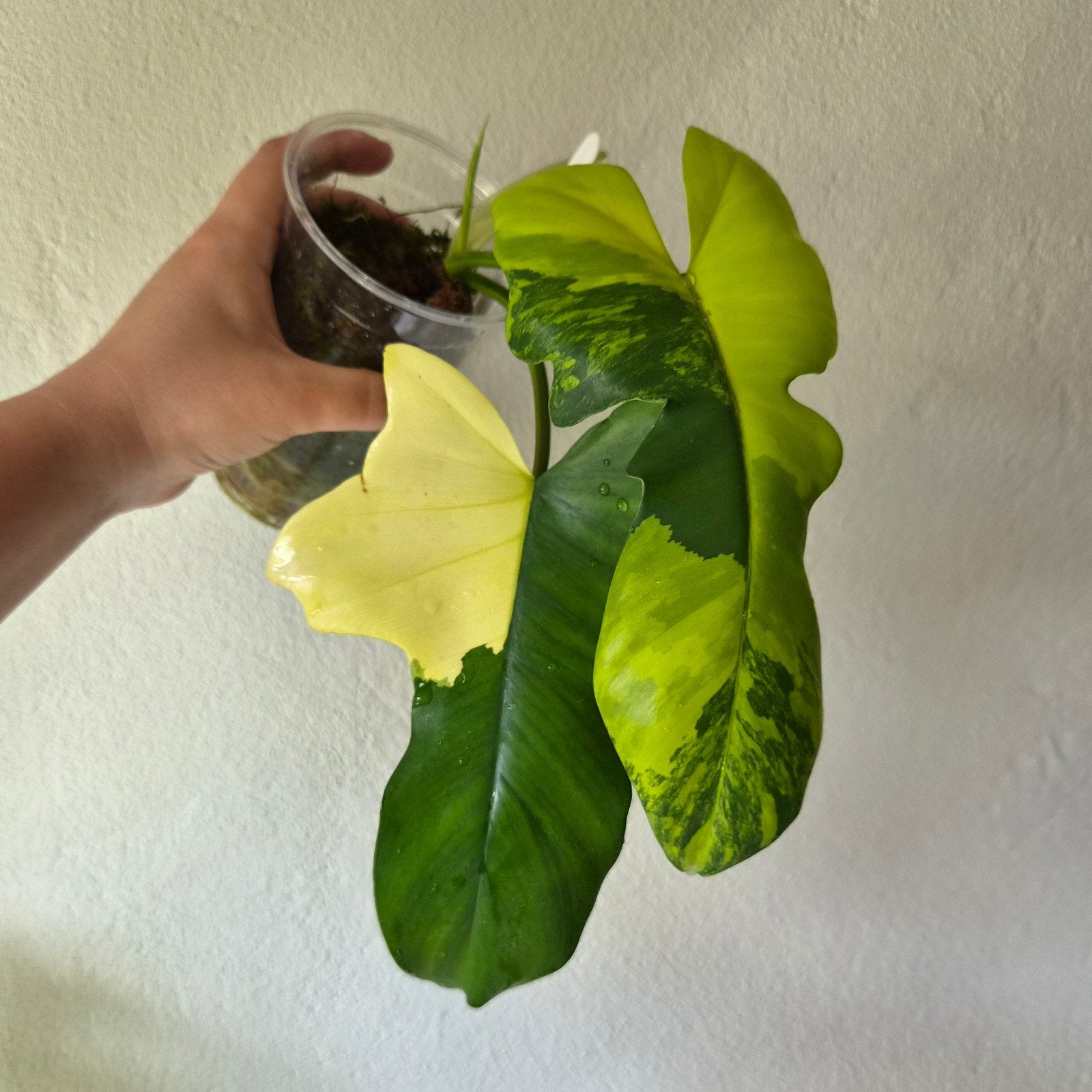 Philodendron Florida Beauty x Mayoi, Huis en Inrichting, Kamerplanten, Ophalen of Verzenden