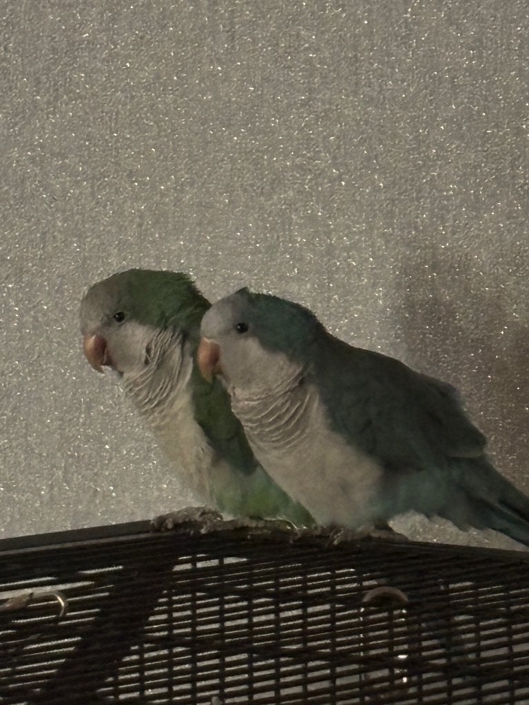 muisparkieten met kooi en toebehoren, Dieren en Toebehoren, Vogels | Parkieten en Papegaaien, Vrouwelijk, Parkiet, Geringd