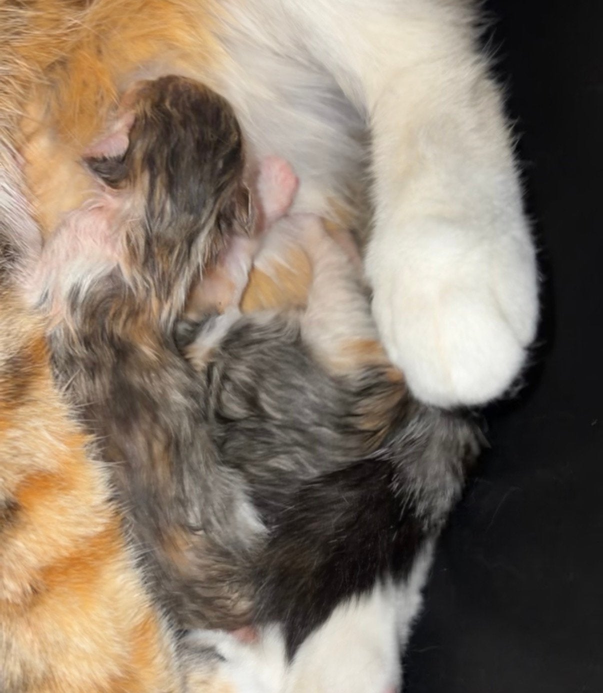 Kittens te reserveren geboren op 8/07/2026, Poes