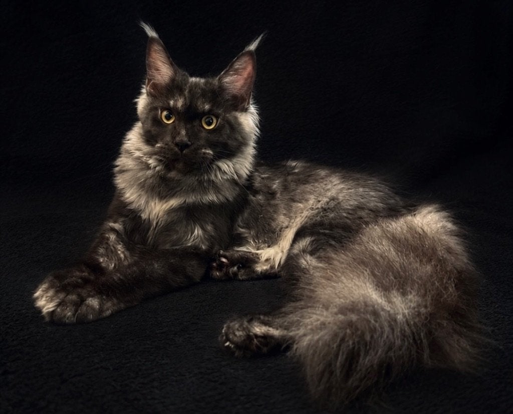 Maine Coon kittens black smoke, Poes, Met stamboom, 0 tot 2 jaar