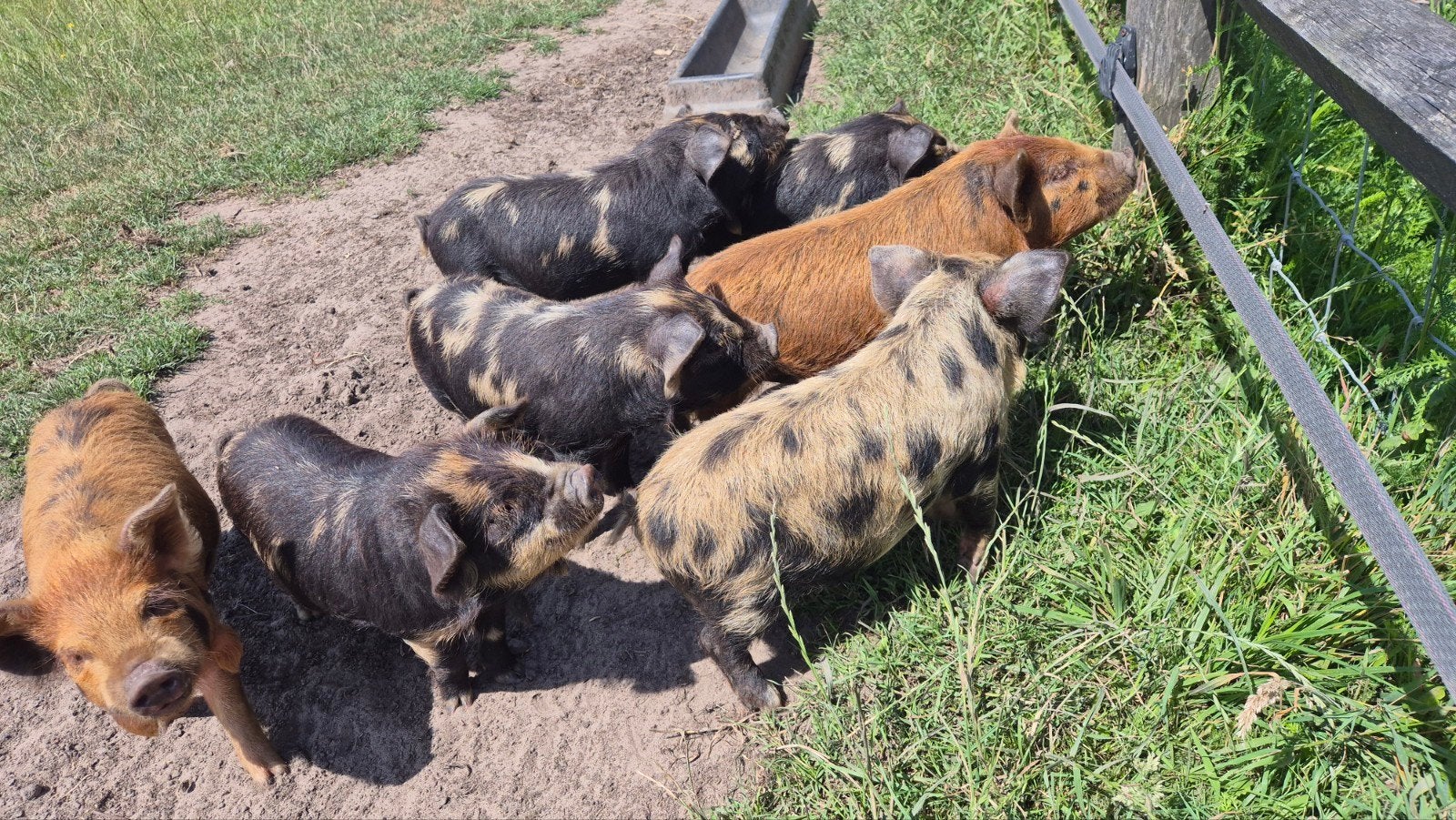 Kunekune biggen, Dieren en Toebehoren, Meerdere dieren, Varken