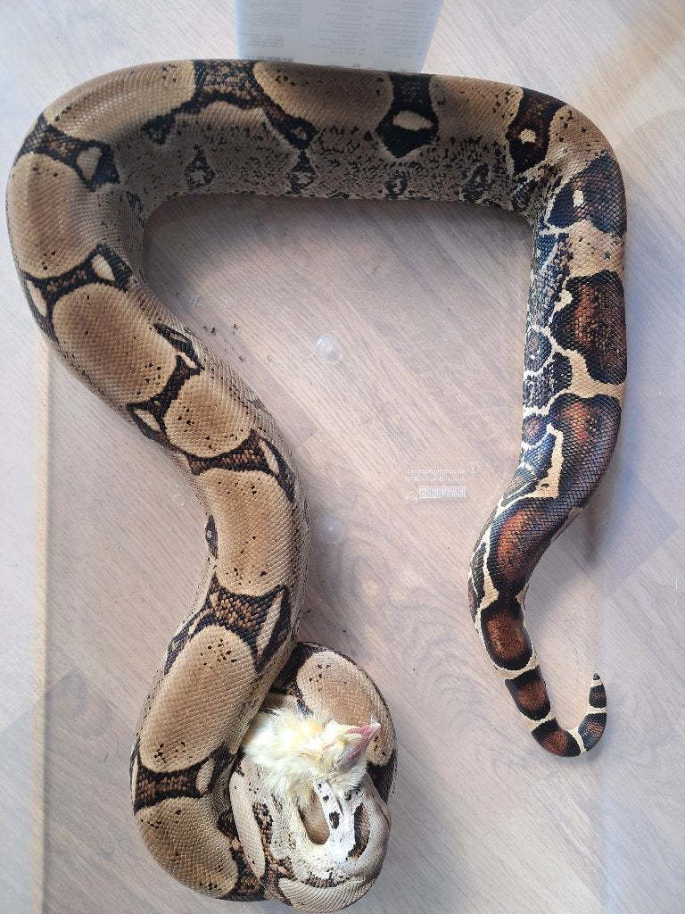 Boa Constrictor Imperator Vrouw, Dieren en Toebehoren, Reptielen en Amfibieën, Slang, Tam, 3 tot 6 jaar