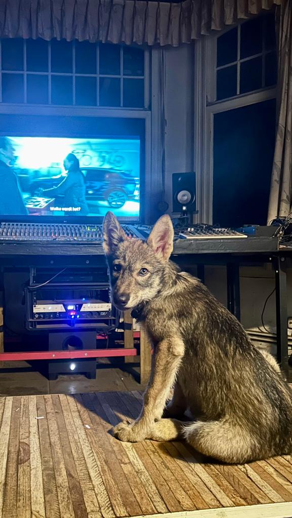 High-Mid Content Amerikaanse Wolfhond Puppy’s, Dieren en Toebehoren, Honden | Poolhonden, Keeshonden en Oertypen, Overige rassen