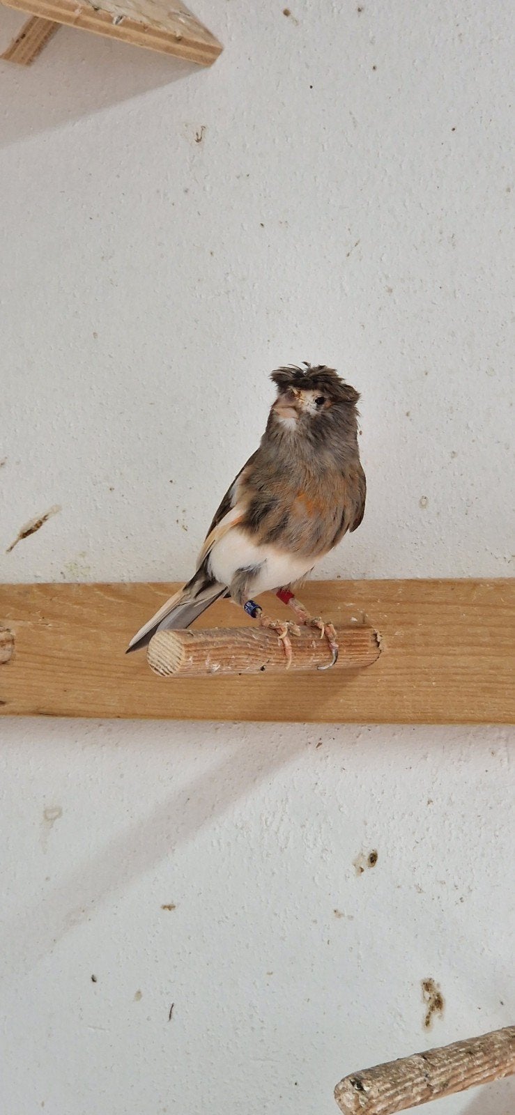 Harlekijn kanaries, Dieren en Toebehoren, Vogels | Kanaries, Meerdere dieren, Kleurkanarie