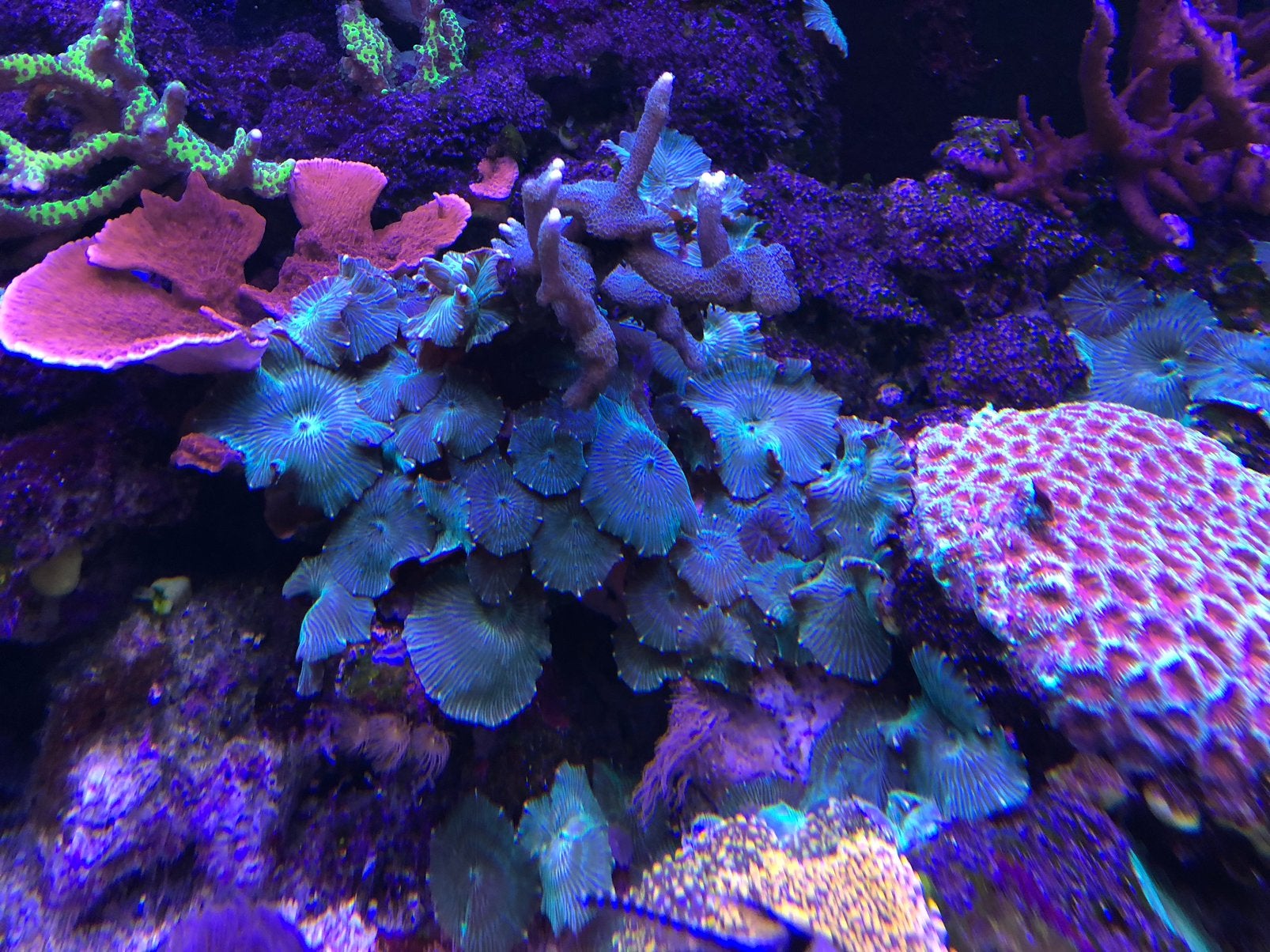 Azur blauw/groene schijfanemonen oren, Dieren en Toebehoren, Vissen | Aquaria en Toebehoren, Ophalen, Plant(en), Steen of Hout
