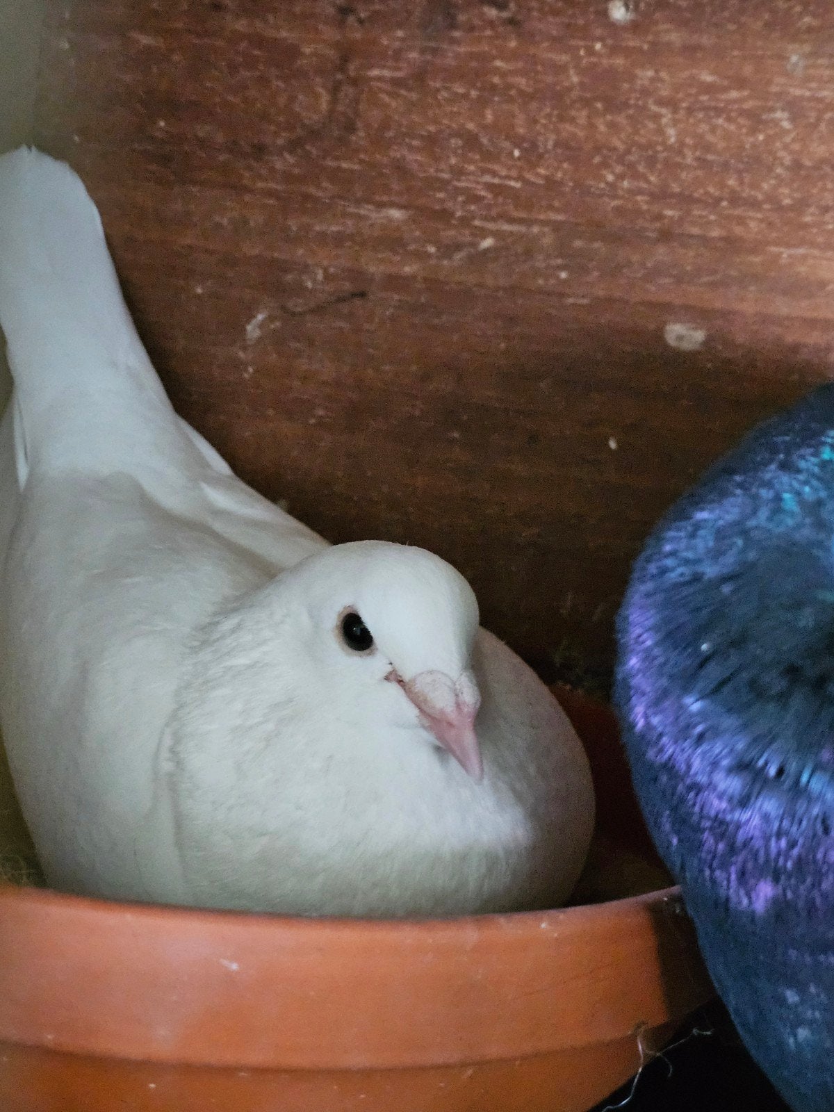 Witte postduivin, Dieren en Toebehoren, Meerdere dieren, Overige soorten