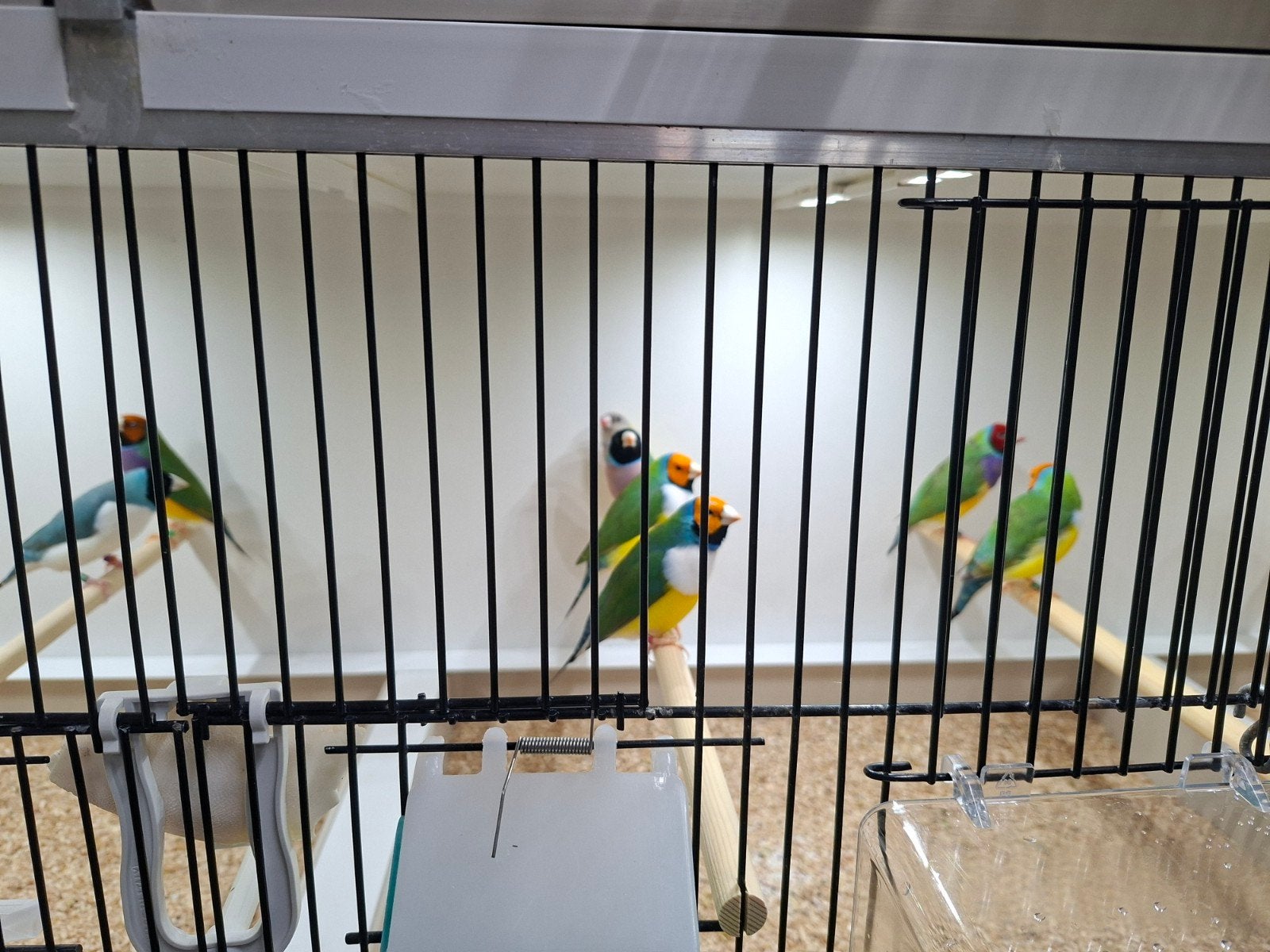 tekoop gouldamdinesdiversen kleuren, Dieren en Toebehoren, Mannelijk, Geringd