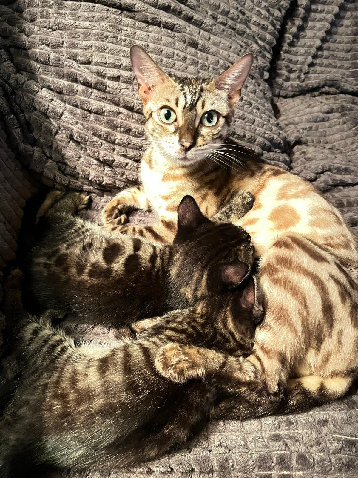 Bengaalse kittens, Dieren en Toebehoren, Poes, 0 tot 2 jaar