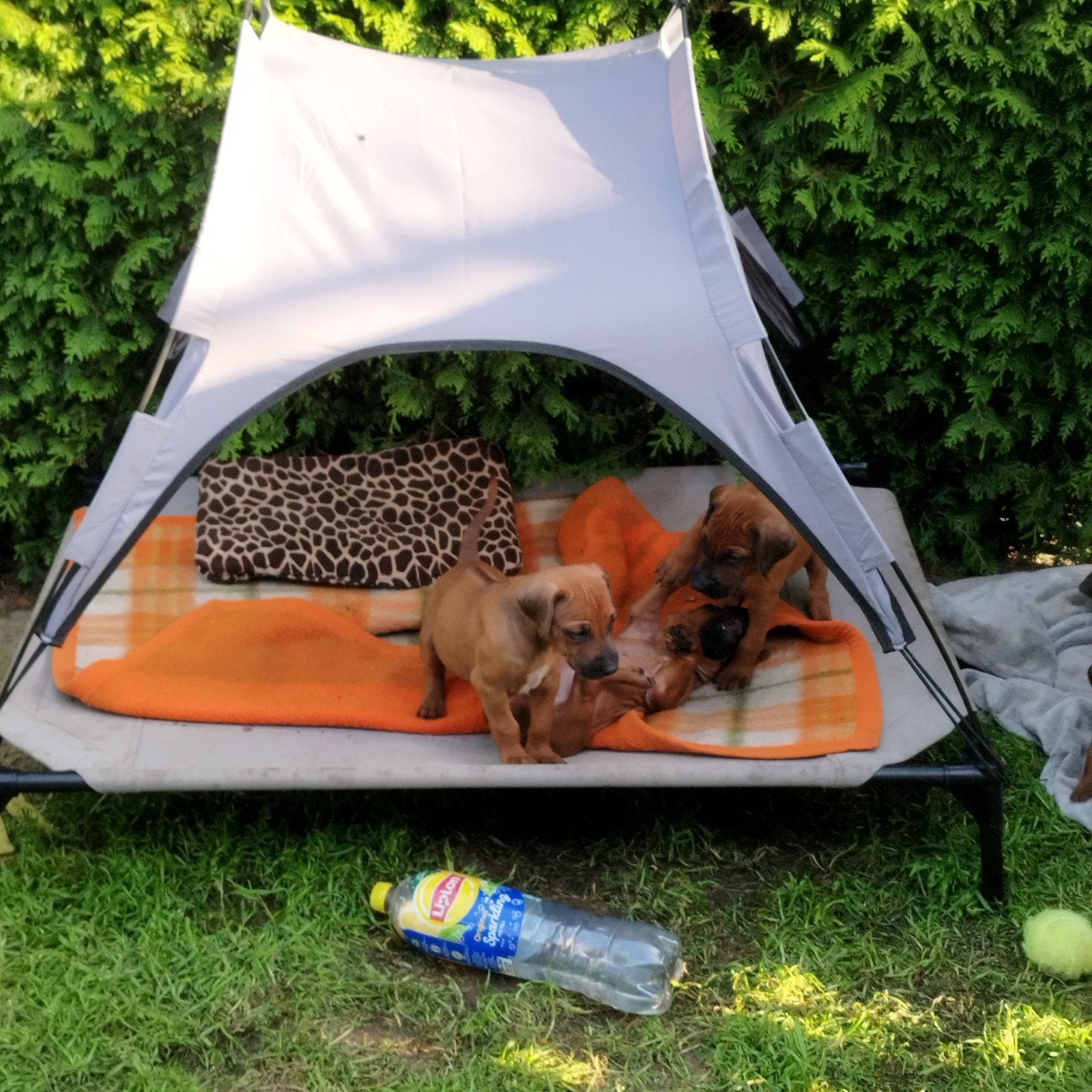Rhodesian Ridgeback pups met STAMBOOM!, Parvo, Overige rassen, 8 tot 15 weken, Meerdere