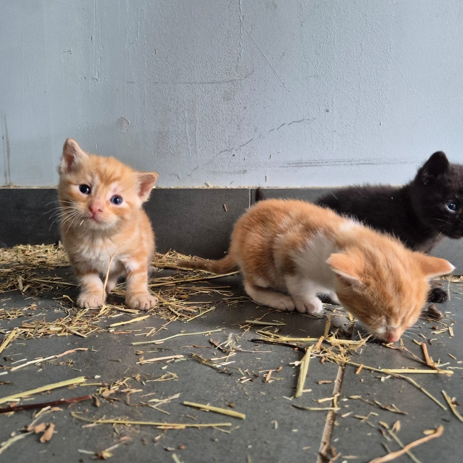 5 prachtige, sociale kittens, Meerdere dieren, Kortharig, 0 tot 2 jaar