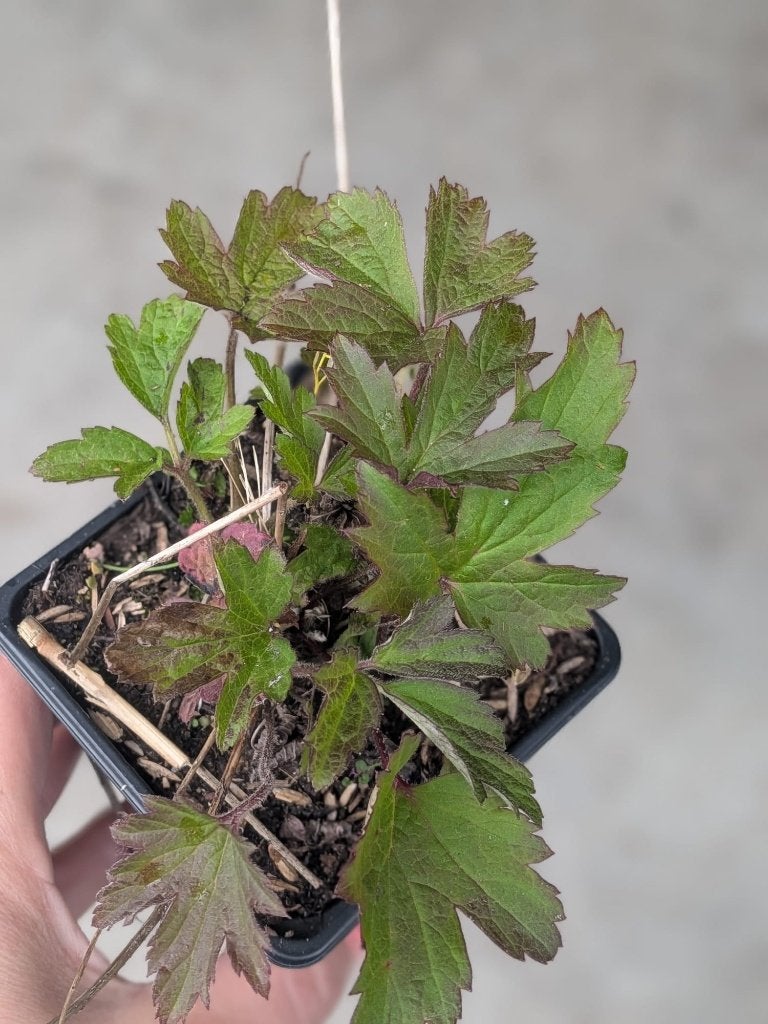 Anemone 'Honorine Jobert' – Herfstanemoon p9, Volle zon, Vaste plant, Zomer, Ophalen