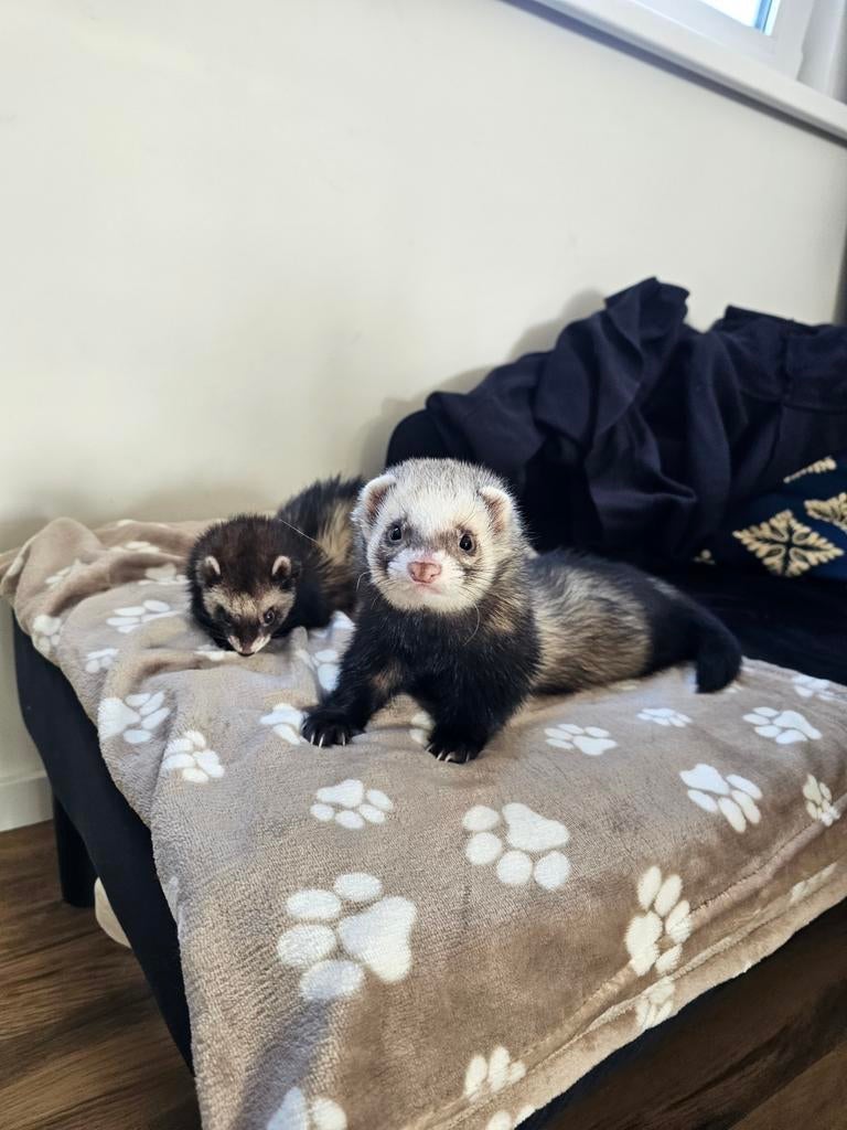 Binnenkort nestje pups ! Van deze 2 mooie fretjes, Ophalen of Verzenden, Overige
