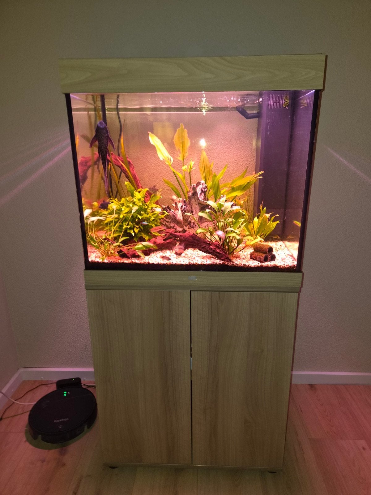LIDO200 te koop inc. complete inrichting. CHIHIROS lamp!, Dieren en Toebehoren, Ophalen, Gevuld zoetwateraquarium