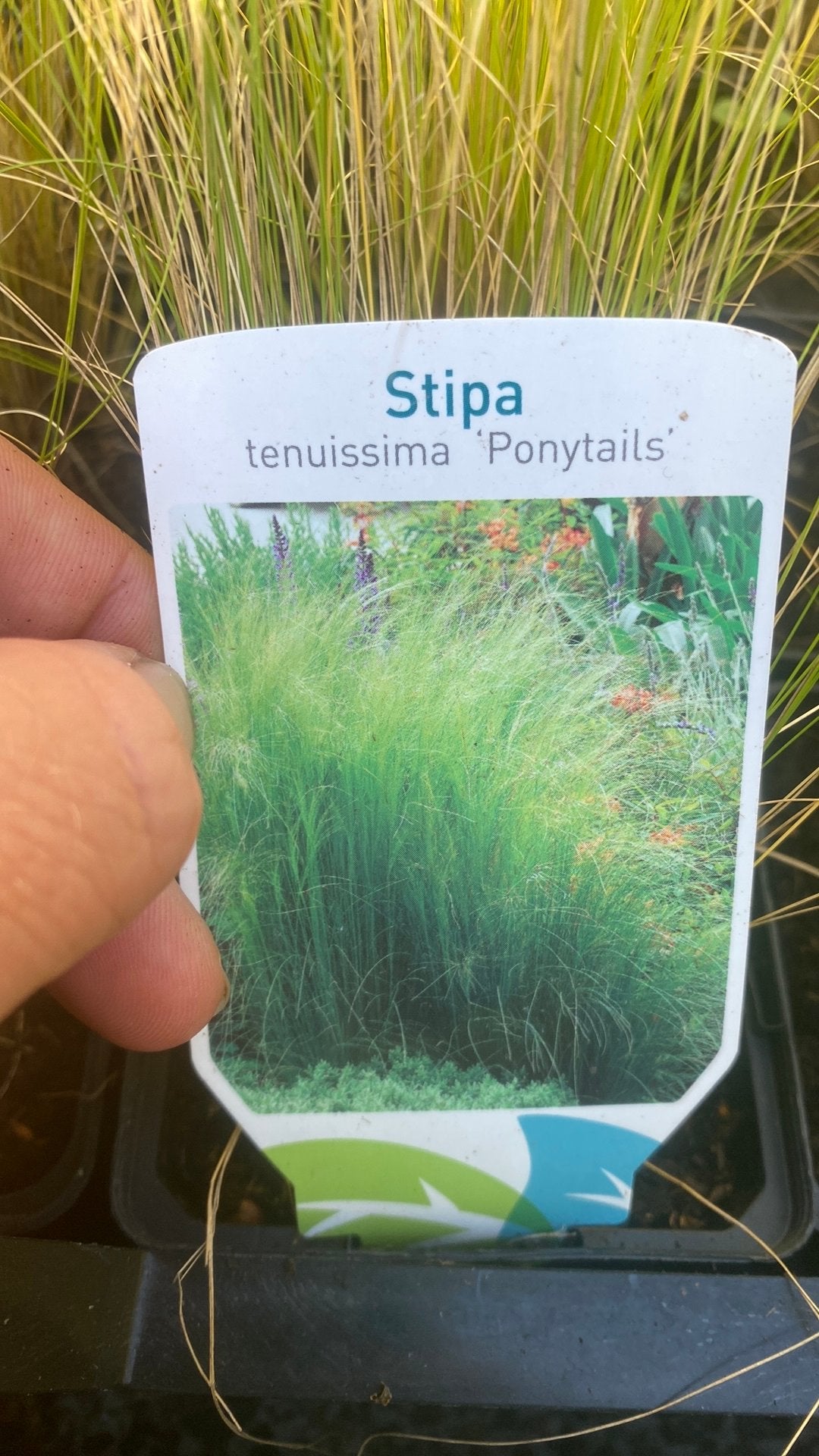 Stipa ponytails, Ophalen of Verzenden, Siergrassen, Volle zon