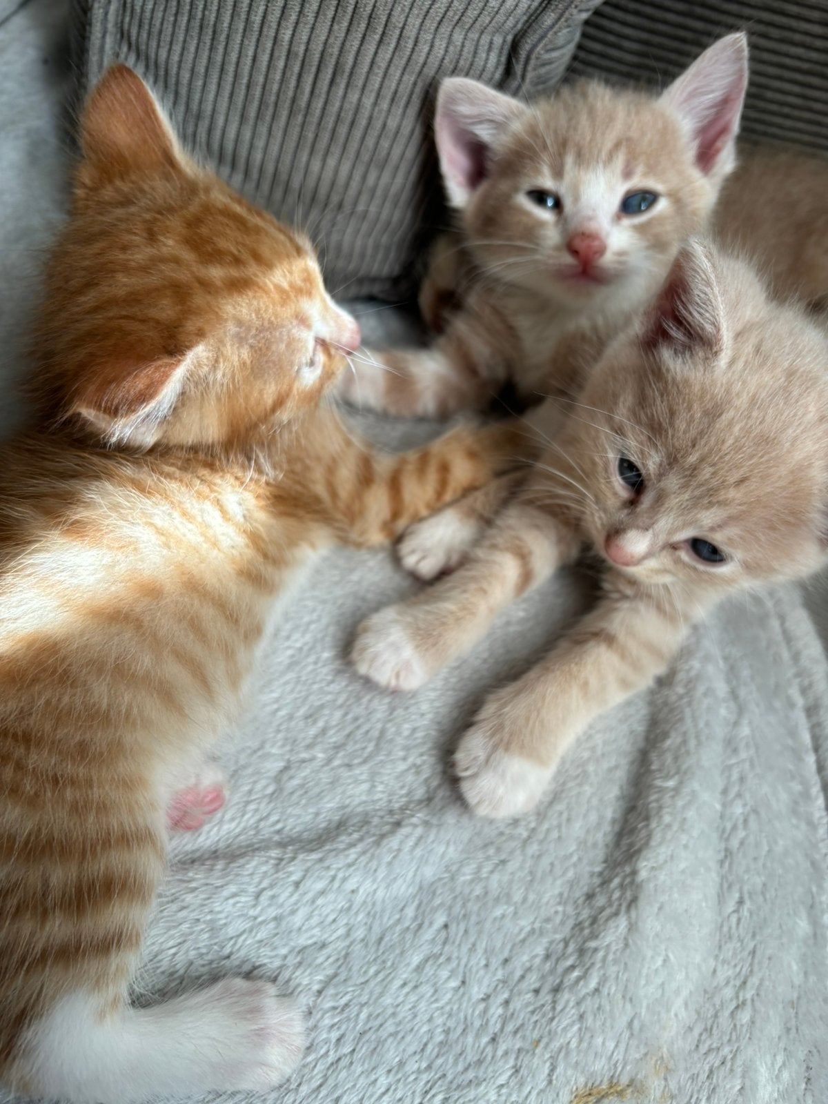 Lieve kittens te koop, Dieren en Toebehoren, Meerdere dieren, Ontwormd