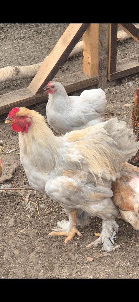 Mooie  brahma  haan, Meerdere dieren, Kip