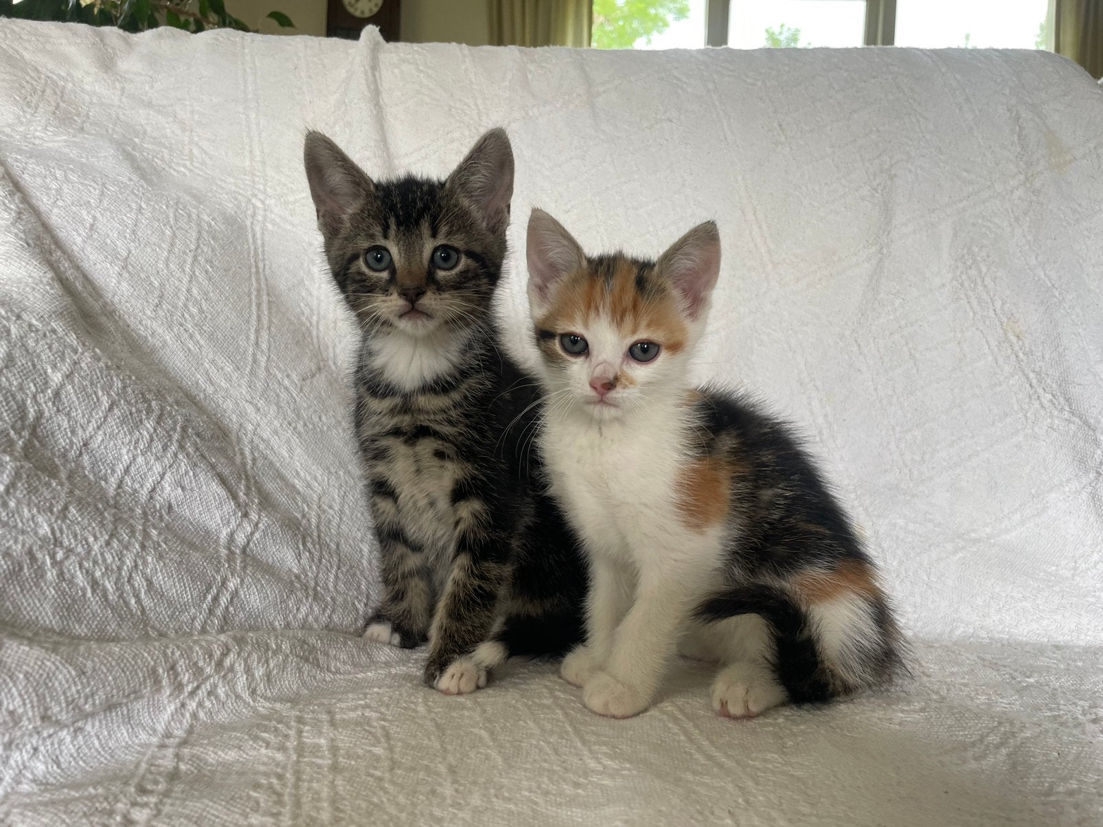 Mooie KITTENS, Meerdere dieren, Kortharig, 0 tot 2 jaar