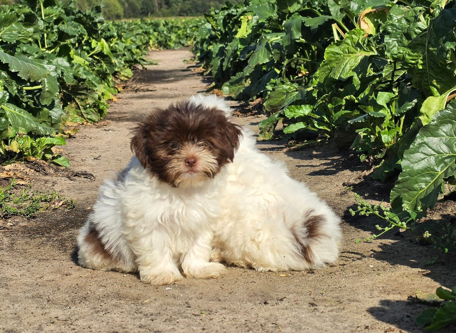 Super mooie kleine choco bonte boomer pups, Overige rassen, CDV (hondenziekte), 8 tot 15 weken, Meerdere dieren