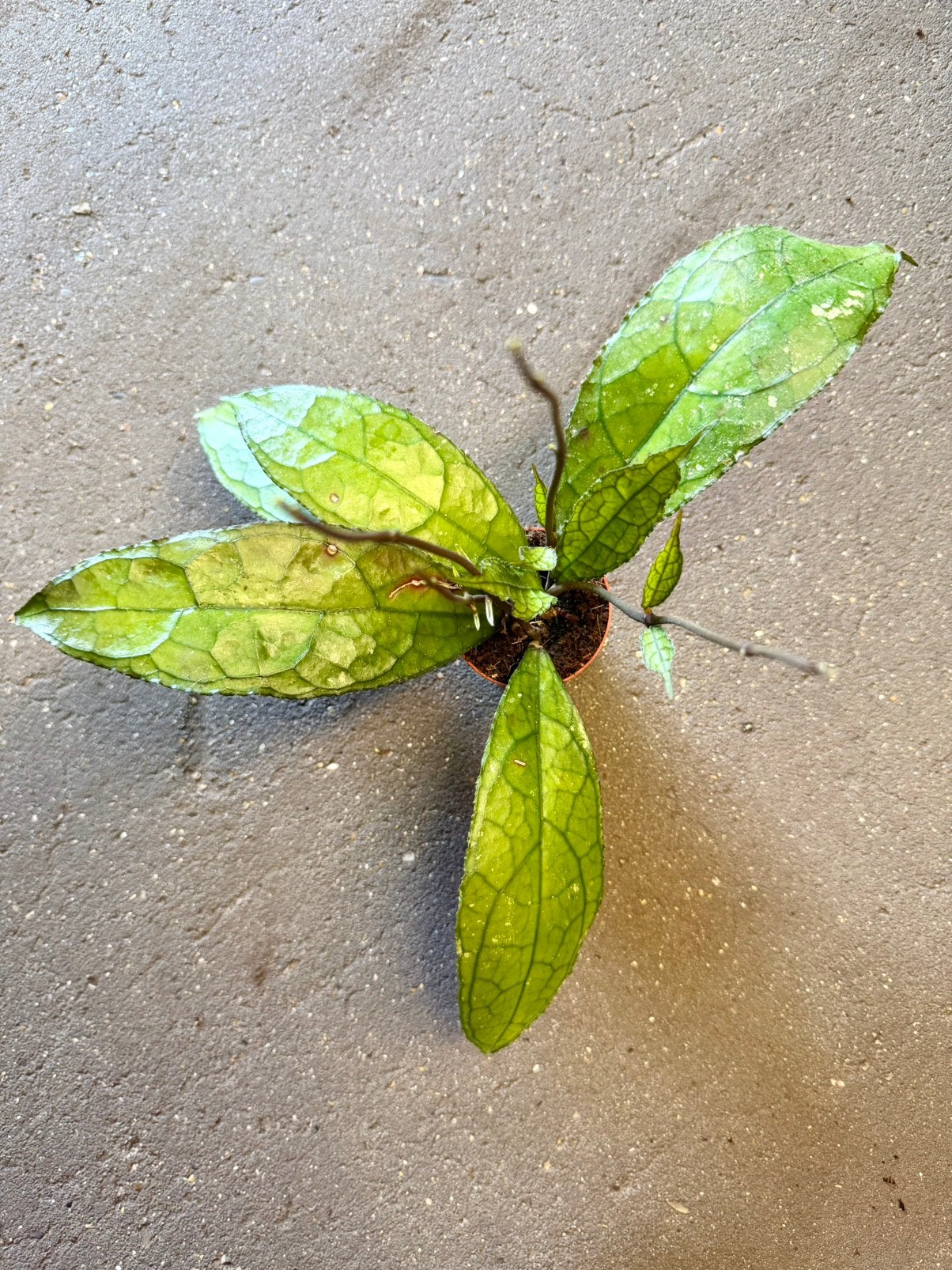 Hoya Clemensorium Dark leaf p9, Ophalen of Verzenden