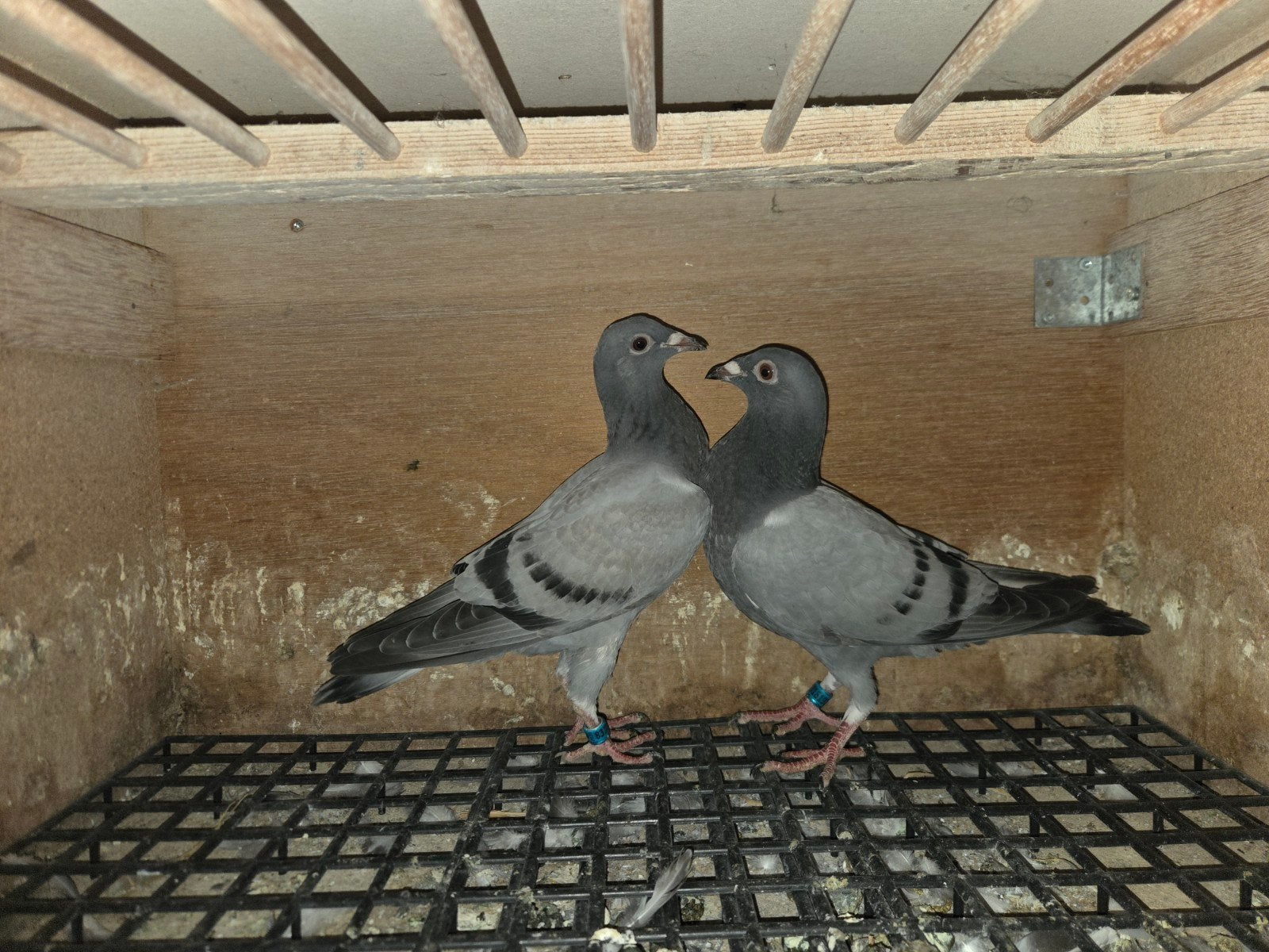 2 jonge postduiven, Dieren en Toebehoren, Meerdere dieren