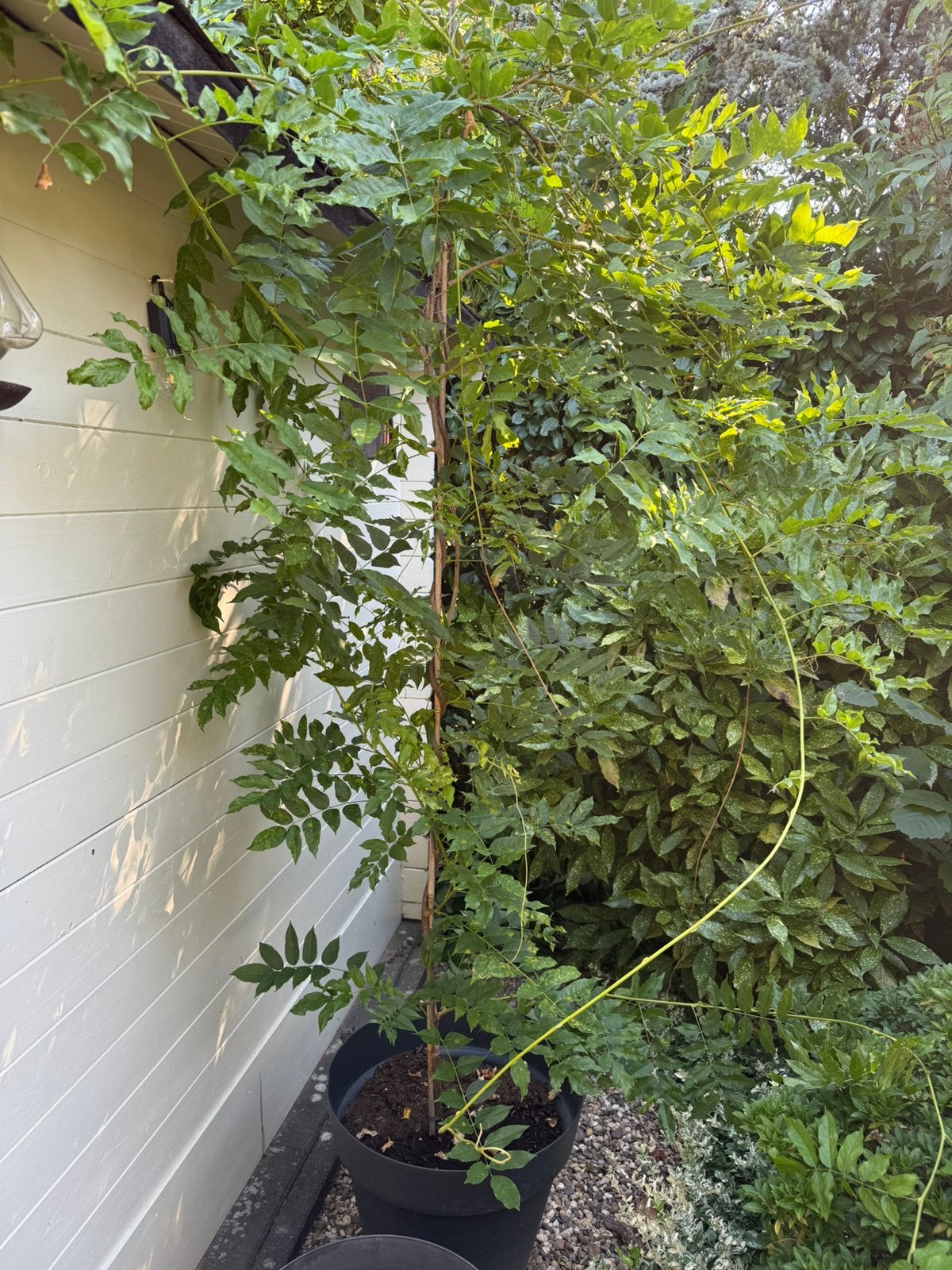 Blauwe regen (wisteria) in pot, Ophalen, Vaste plant, Halfschaduw, Klimplanten