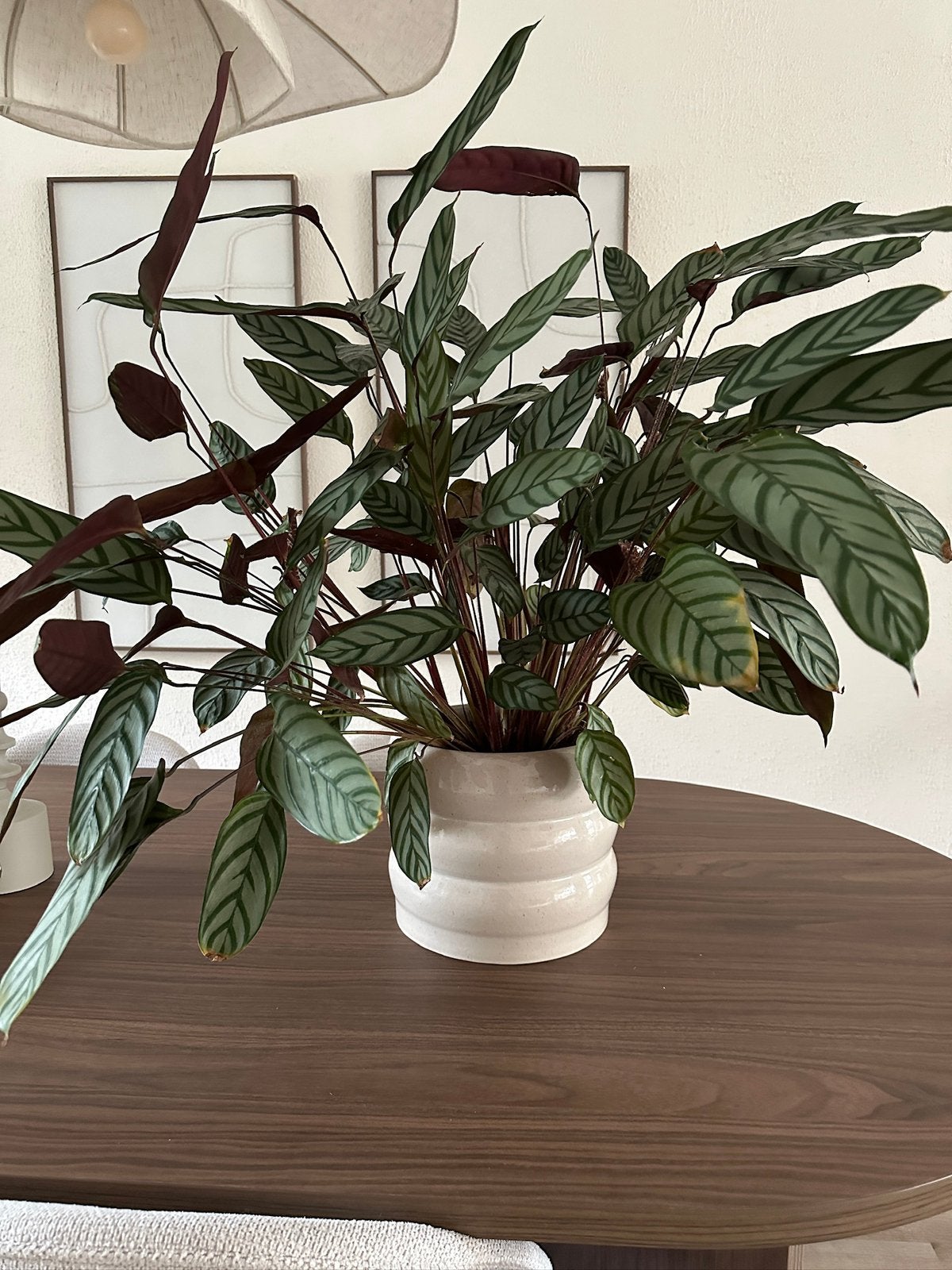 Mooie Calathea plant te koop, inclusief de decoratieve pot, Ophalen, Halfschaduw, Minder dan 100 cm