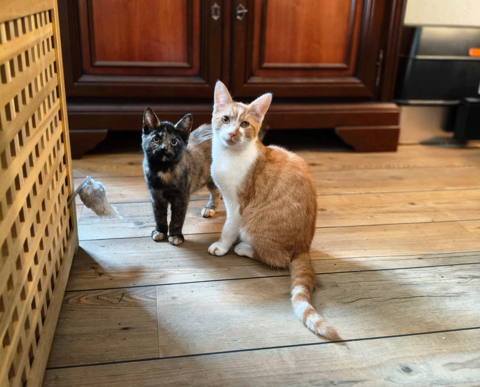 kittens te koop, Meerdere dieren, Kortharig, 0 tot 2 jaar