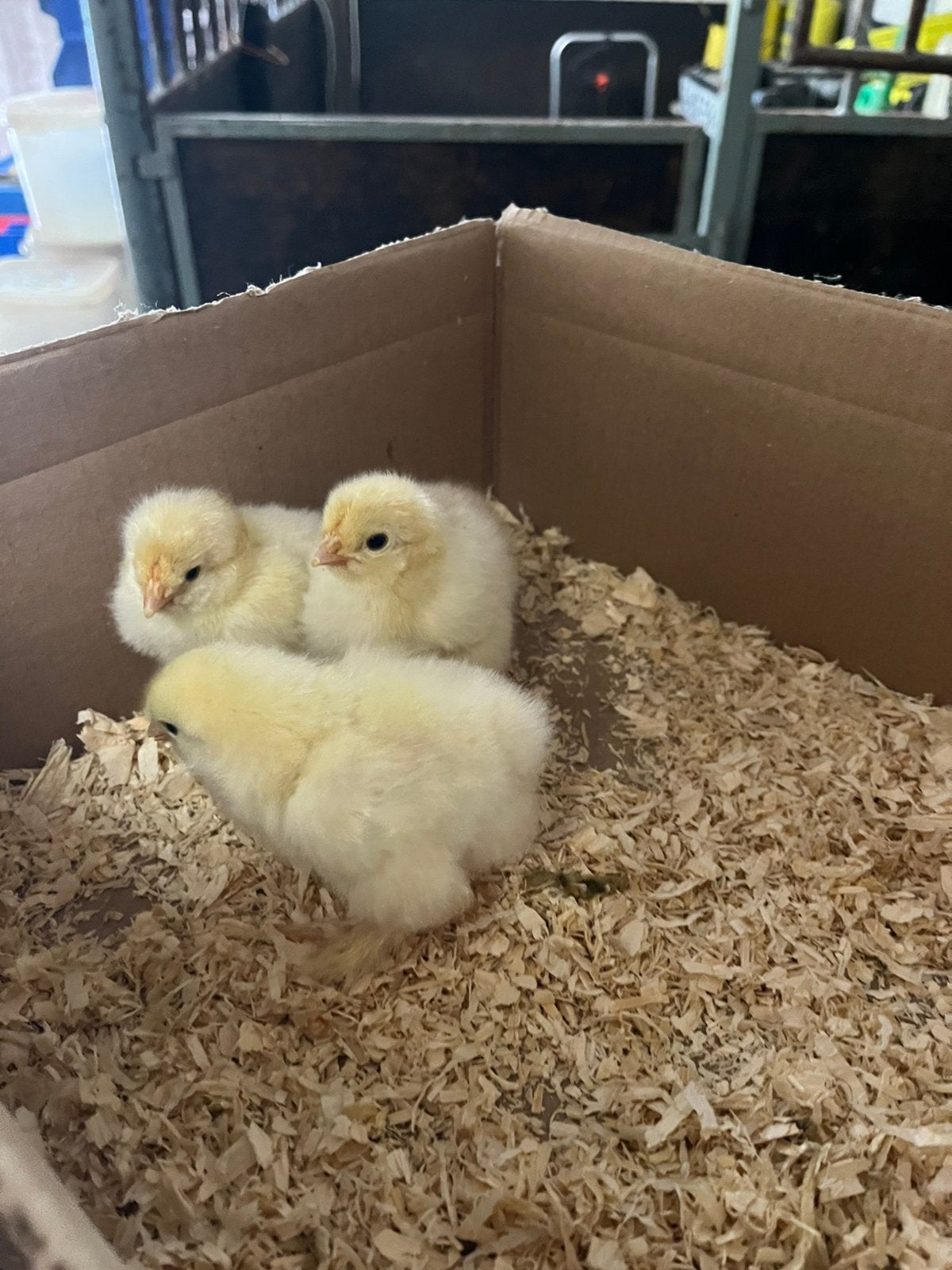 3 brahma groot zalm kuikens, Dieren en Toebehoren, Geslacht onbekend, Kip