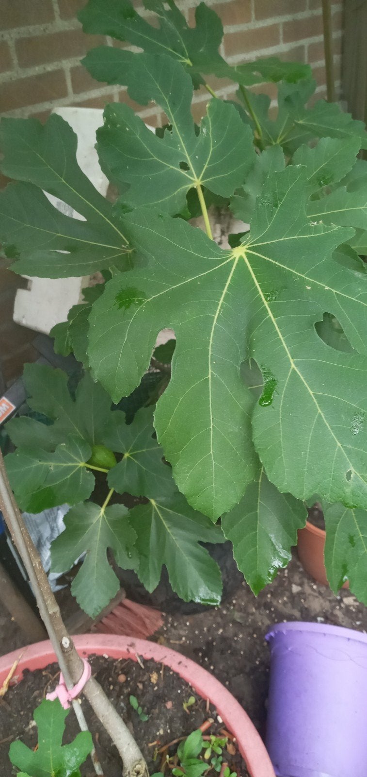 Vijgenboom met rijpe vijgen, Ophalen, Volle zon, Vaste plant, Zomer