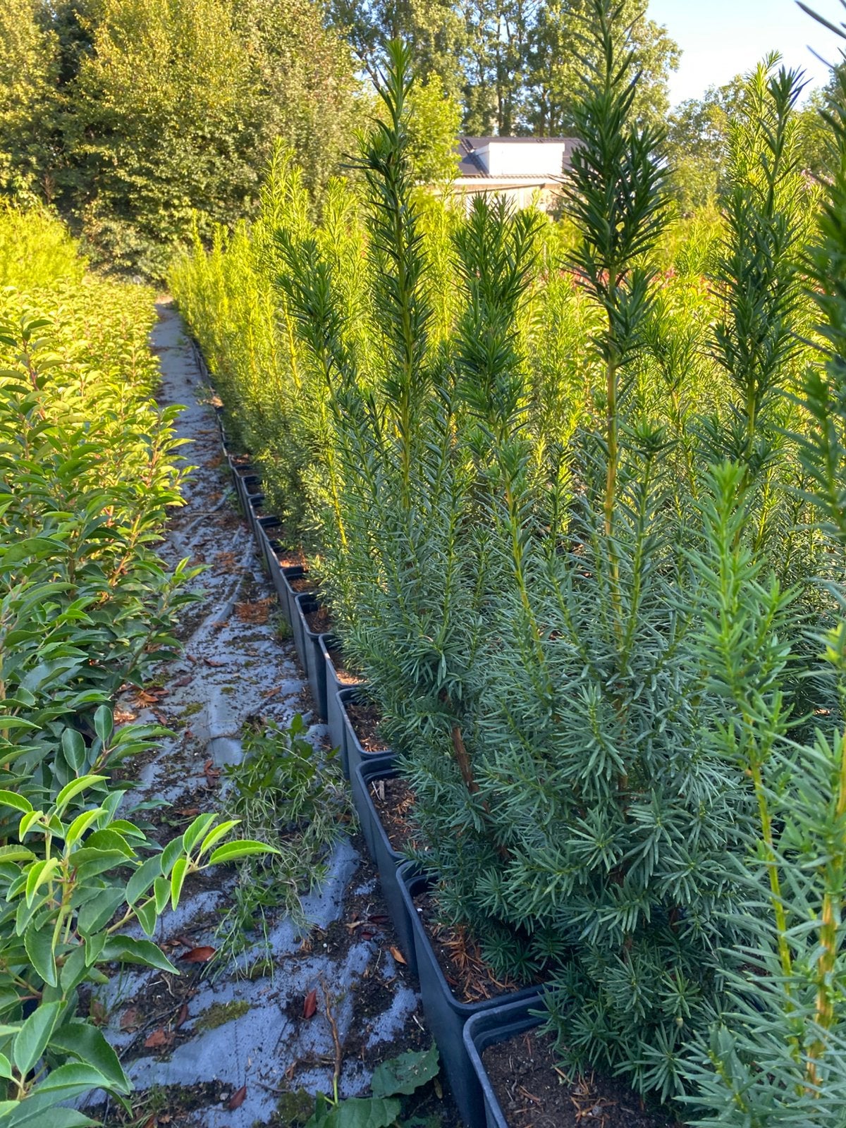 Taxus baccata hicksii 90cm in20cmpot  va€3 pst, Ophalen, Taxus, Minder dan 100 cm
