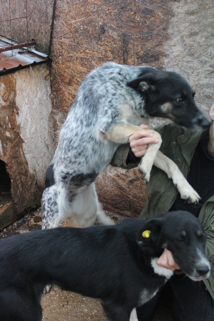 Grote knuffel Aura ter adoptie!, Particulier, Buitenland, Teef, Eén hond