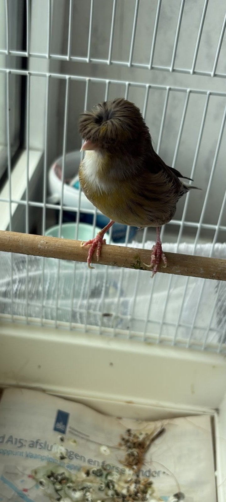 Te koop mooie glosters kuif kanarie
 pop, Dieren en Toebehoren, Vogels | Kanaries, Vrouwelijk, Zangkanarie