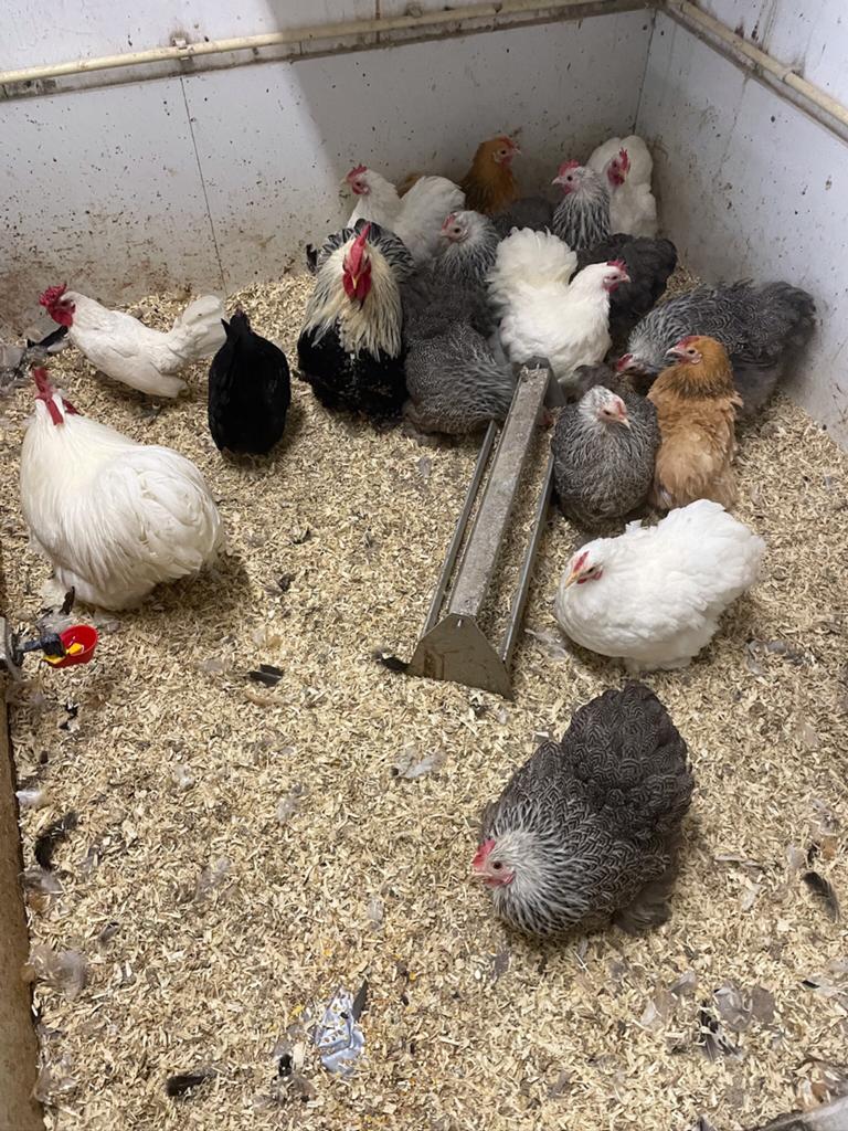 Cochin, Wyandotte en Legkippen in verschillende kleuren, Dieren en Toebehoren, Vrouwelijk, Kip