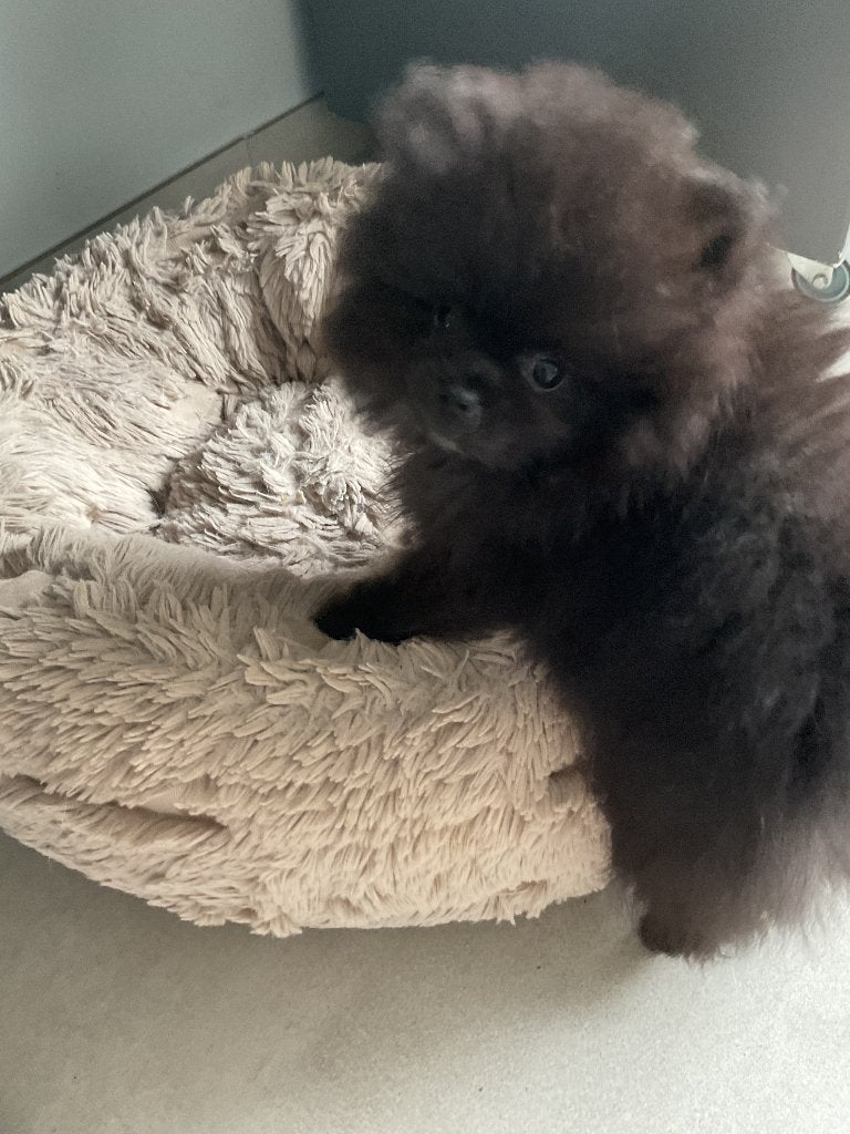 Prachtige pomeranian pups !!!, Dieren en Toebehoren, Keeshond, 8 tot 15 weken, Meerdere, Meerdere dieren