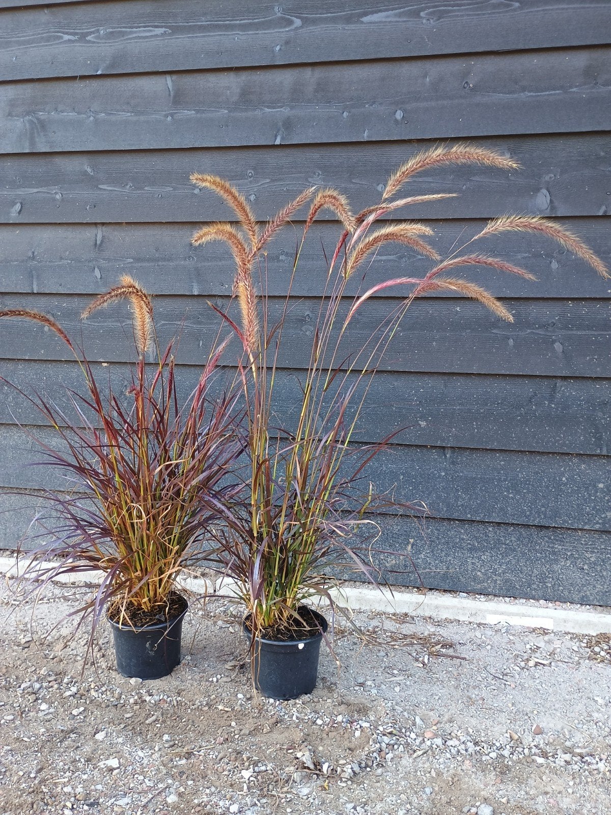 Pennisetum x advena 'Tiny Tails' - Lampenpoetsersgras, Tuin en Terras, Gras en Kunstgras, Ophalen, Nieuw, Gras