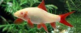 Labeo Frenatus Albino - Koidream Valburg, Dieren en Toebehoren, Vis, Zoetwatervis