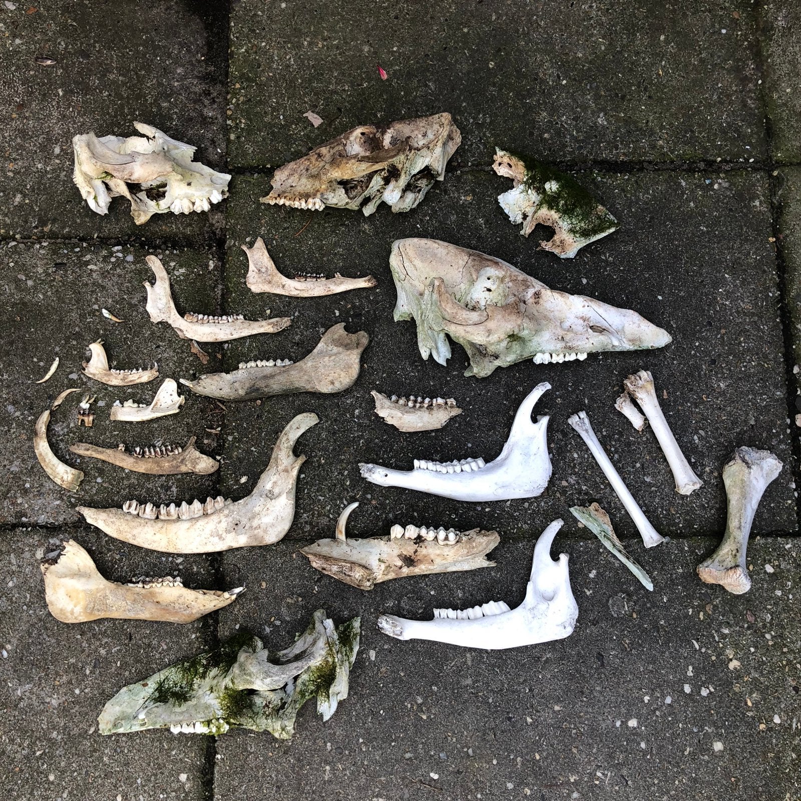Lot kaken, schedels en botten verschillende dieren, Verzamelen, Dierenverzamelingen, Ophalen of Verzenden, Zo goed als nieuw, Schedel