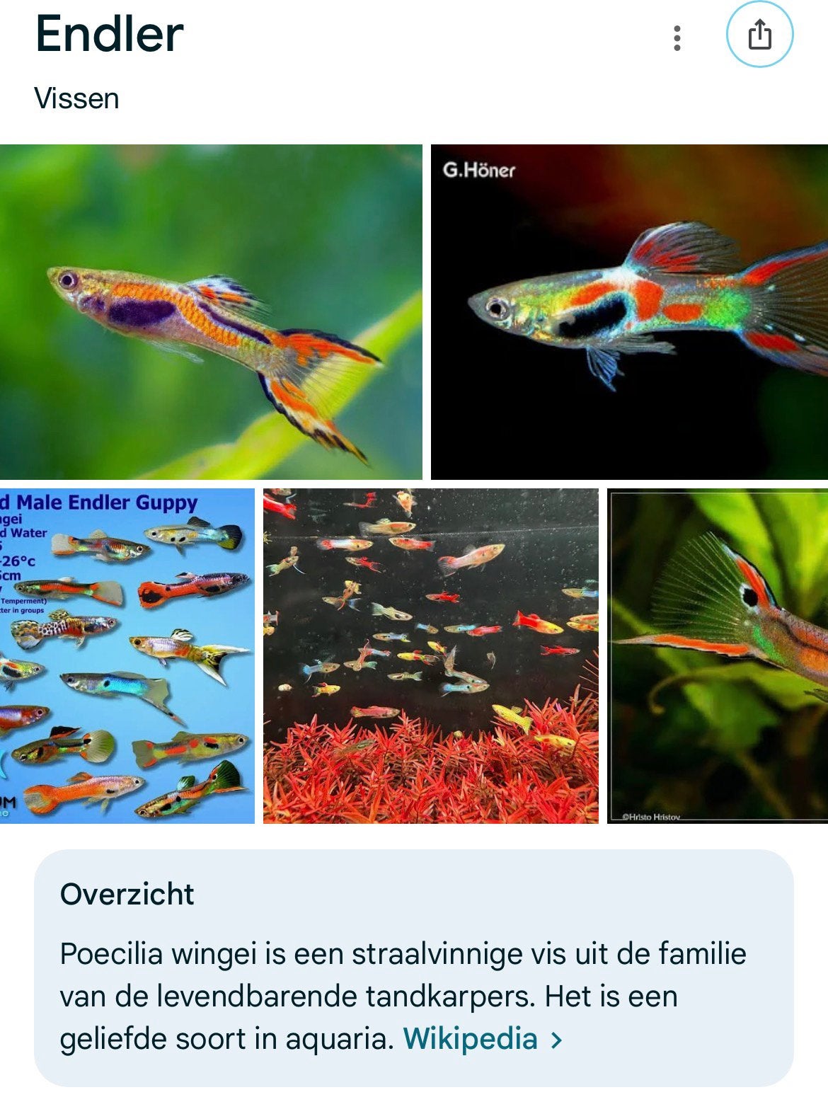 Endler guppies gratis ophalen, Dieren en Toebehoren, Vis