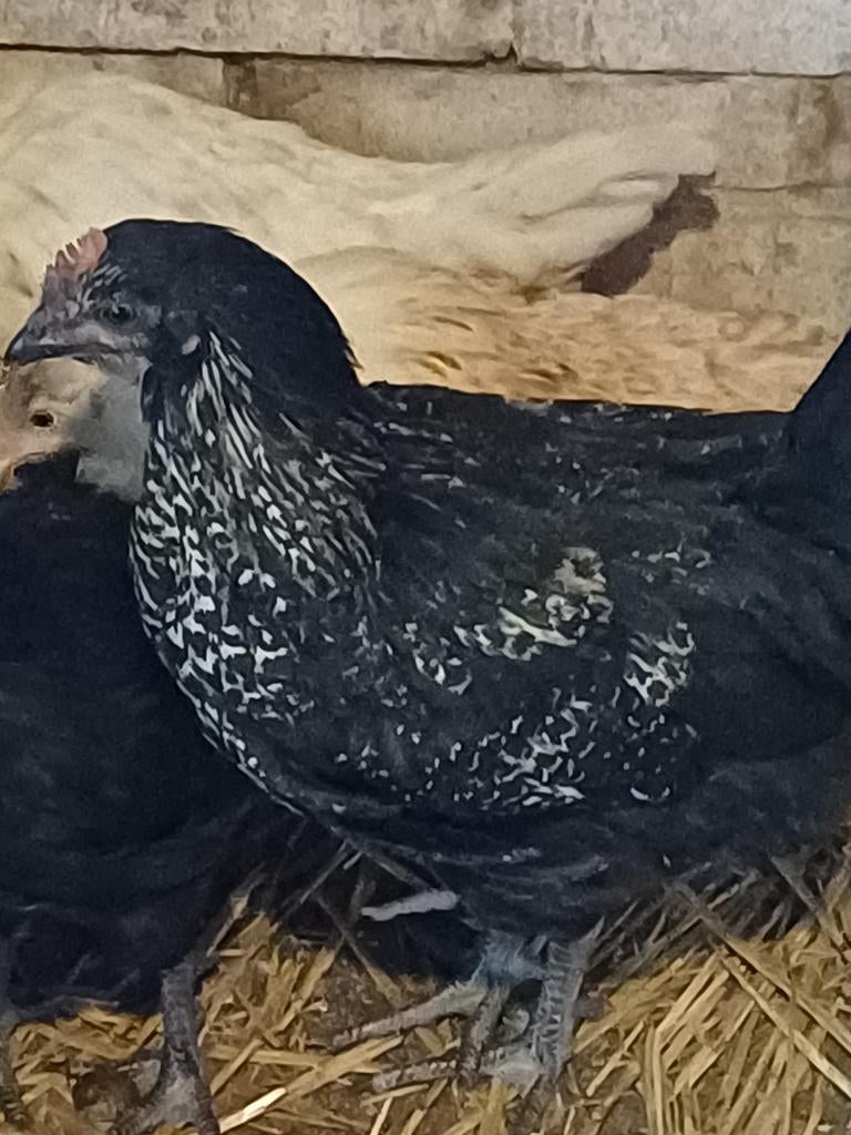 Haan 2026., Dieren en Toebehoren, Vogels | Overige Vogels, Mannelijk