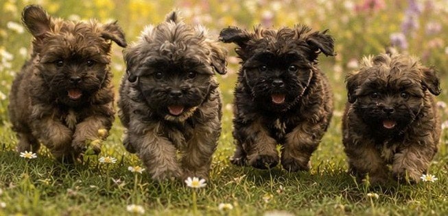 1 reutje Boomerpup, Dieren en Toebehoren, Honden | Chihuahua's en Gezelschapshonden, Meerdere, Nederland, Particulier, Reu