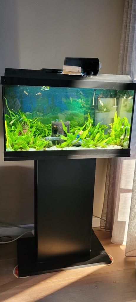 Juwel Primo 60 met onderkast en guppen ( endler guppen), Ophalen of Verzenden, Leeg aquarium