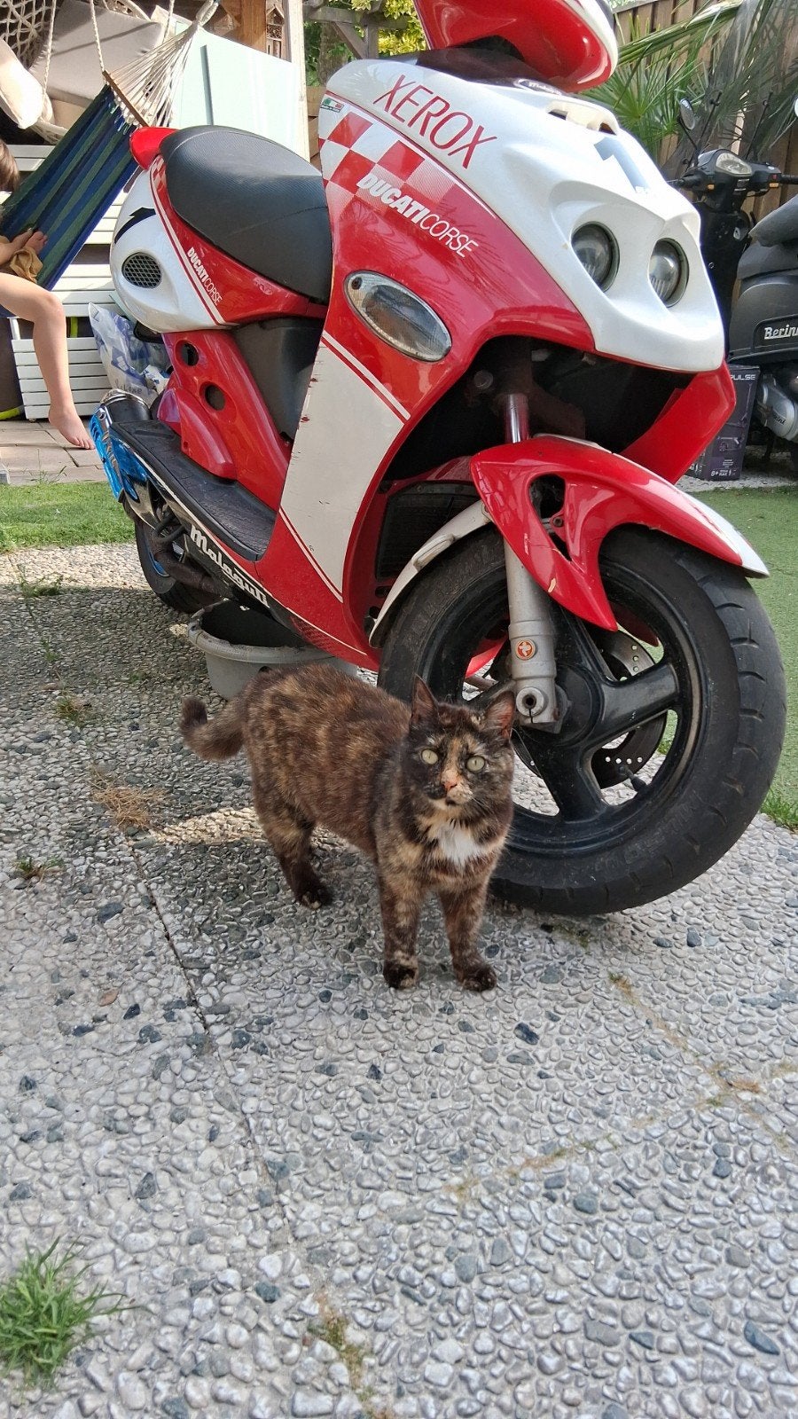 Malaguti f15 ducati corse, Fietsen en Brommers, Tweetakt, Gebruikt, Malaguti, Maximaal 45 km/u