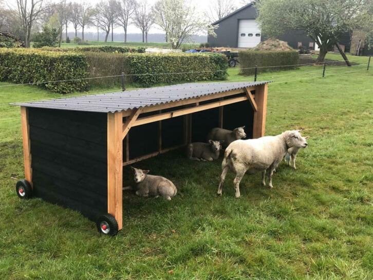Mooie Douglas Schuilstal, Meerdere dieren, Schaap