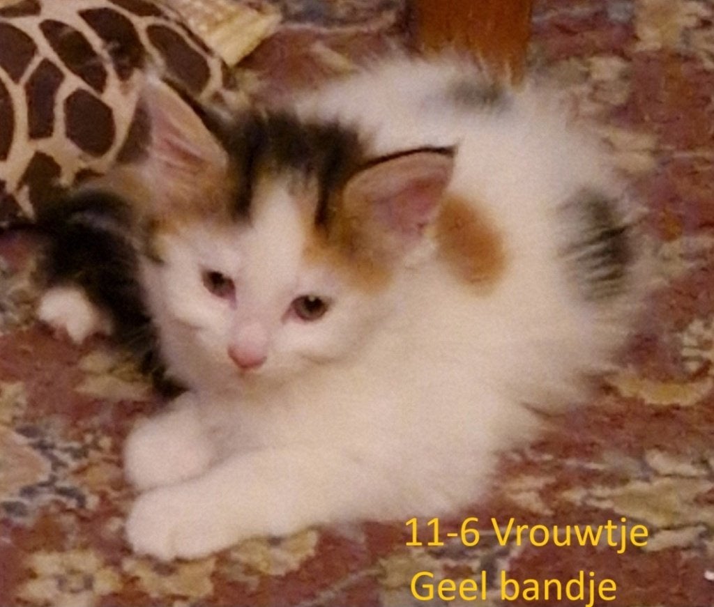 4 Maine coon kittens, Meerdere dieren, Gechipt, 0 tot 2 jaar