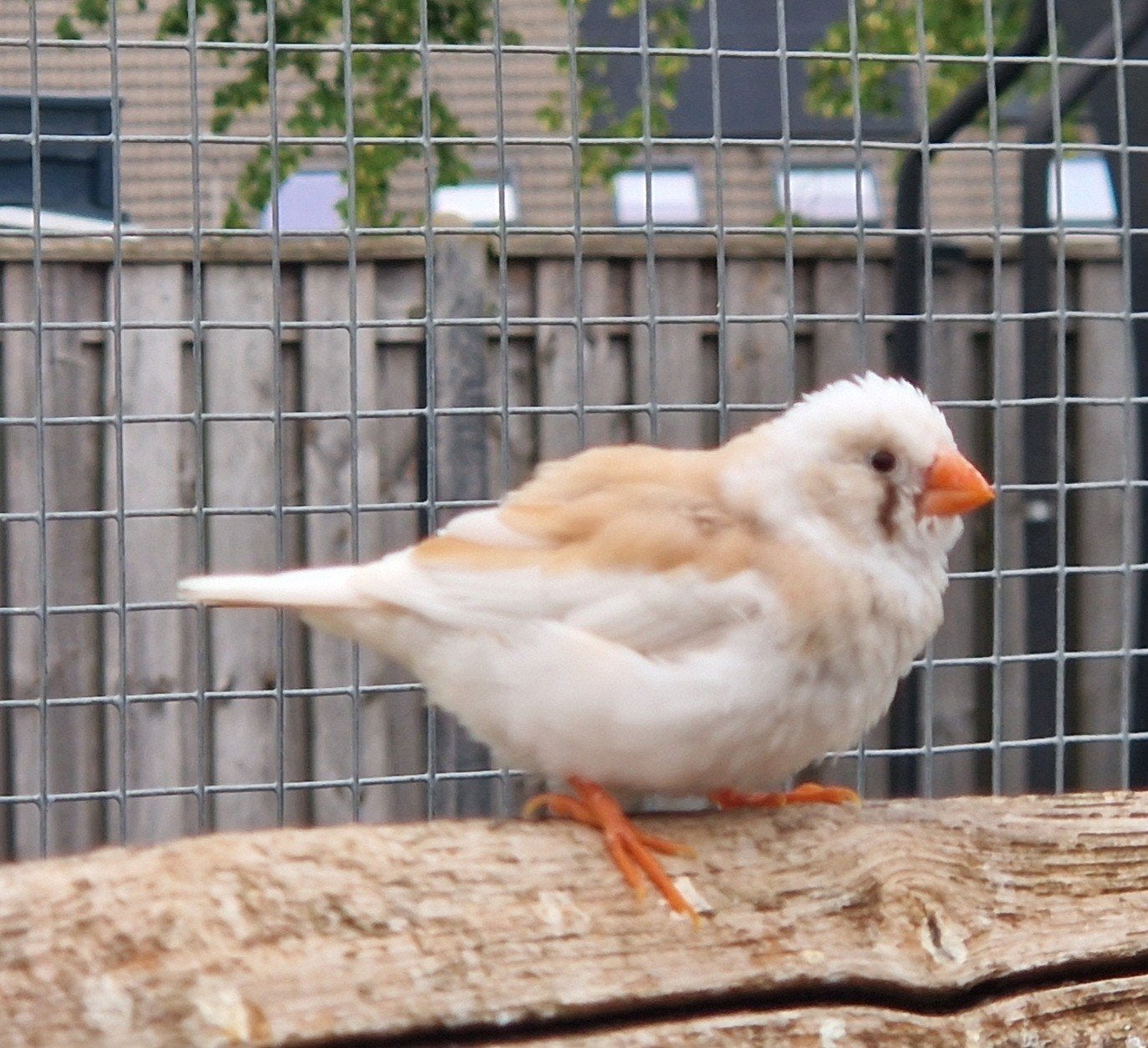 Leuke rood bonte zebravink, Dieren en Toebehoren, Vogels | Overige Vogels, Geslacht onbekend