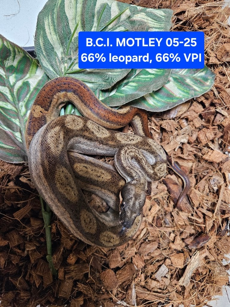 Boa Constrictor Afgodslang Boa Constrictor photo 3