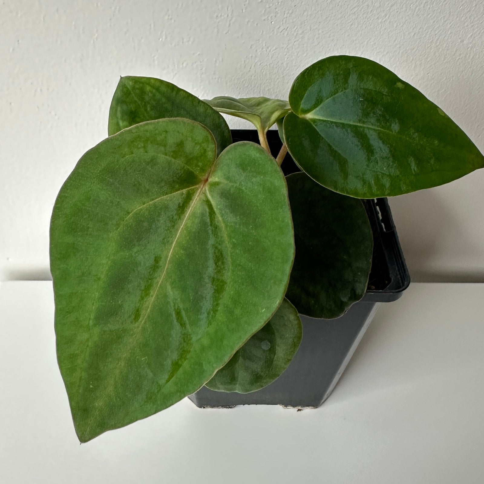 Anthurium papillilaminumXcrystallinum x besseae aff (2), Huis en Inrichting, Kamerplanten, Ophalen of Verzenden, Halfschaduw, Minder dan 100 cm